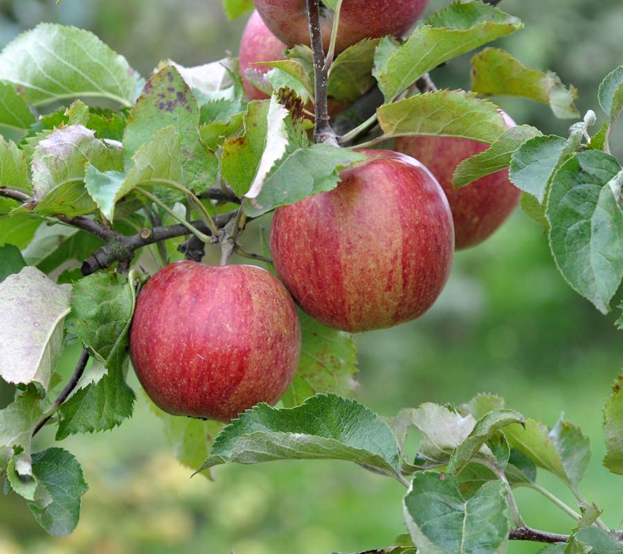 Jonagored (Jonagold), apple Apple cultivars